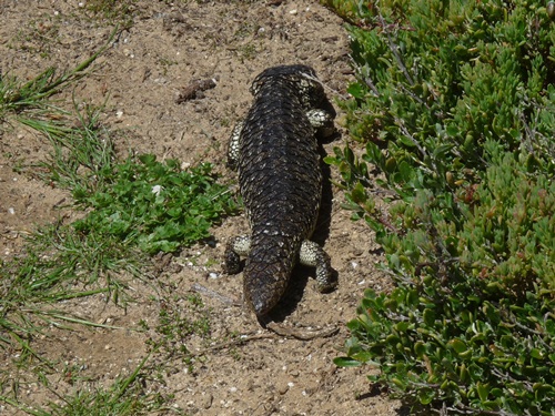 Tannenzapfenskink